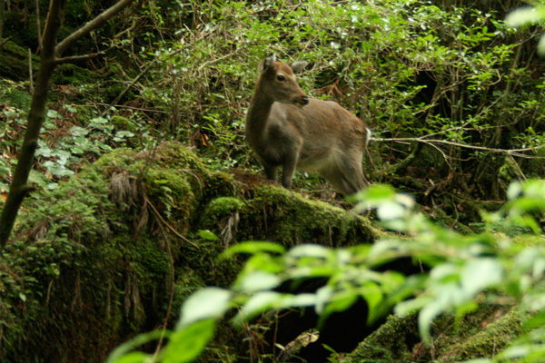 ���N�V�J